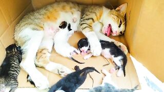 Looking back when i rescue the mother cat and her newborn kittens .., she become the happiest cat