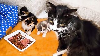 Rescued kittens ask their mother to breastfeed them