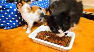 The rescued mother cat doesn't want to stop eating while her tiny kittens playing so cute