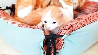 The rescued ginger mother cat doesn't want to eat, just want to breastfeeding her newborn kittens