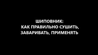 Як правильно сушити, заварювати, лікуватися шипшиною