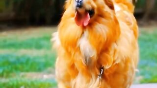 Funny_Animals _Videos _Best_2024