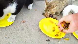 I feel happy when I feed them, hungry kittens love me and trust me that I will bring food every day