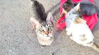 Homeless cute kittens won't let me go home