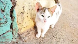 Playful tiny kittens waiting for me everyday for love and food