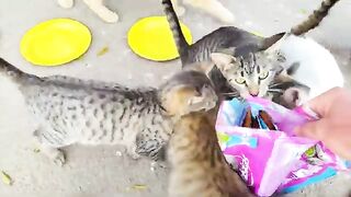 Incredibly cute kittens living on the street so hungry