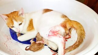 Cat giving birth to 4 newborn kittens | part 1