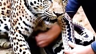 We_found_the_leopard_with_the_python_attached_to_it(480p).