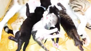 The hungry mother cat wants to eat and sleep but the newborn kittens want to drink milk