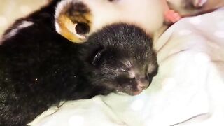 The rescued newborn kittens are waiting for their mom to finish its meal for breastfeeding them