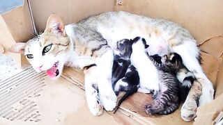 Rescue poor abandoned mother cat and her 5 newborn kittens ( before and after )