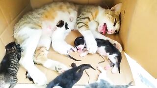 Rescue life of poor abandoned mother cat and her 5 newborn kittens