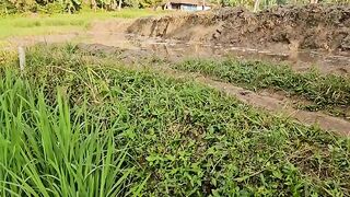 beautiful view in the morning on the edge of the rice fields