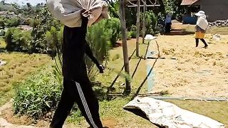 drying rice in front of the house, the harvest