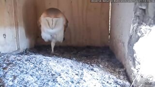 A fight between an owl and an eagle