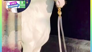 Horse video and vlog