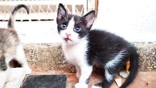 Hungry tiny kittens drink milk from their mother cat so cute