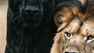 What is the combination of a lion and a black panther?