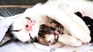 Mother cat hugging and breastfeeding her newborn kittens will warm your heart