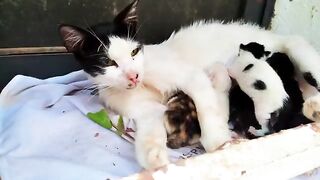 Poor mother cat who gave birth to 5 newborn kittens in the window