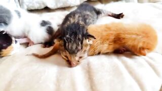 Newborn kittens crying for mom by meowing but unfortunately don't have mother