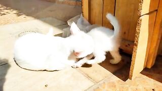 Mother cat cleans her kitten by force and calling for her other kittens to eat