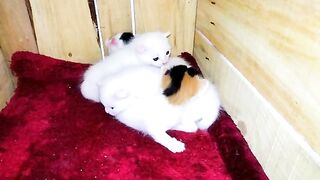 Amazingly sweet newborn kittens waiting for their affectionate mother to kisses them