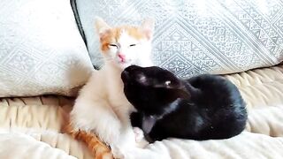 My charming kitten friends are very affectionate