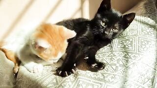 Adopted black tiny kitten is happy today and the adorable golden kitten very busy