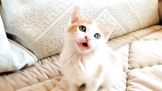 The most adorable tiny kitten learn to walk and to climb