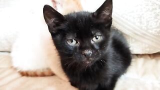 Adorable white kitten blue eyes and black kitten are very tired today