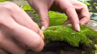 Moss Bonsai Moss Micro Landscape bonsai art