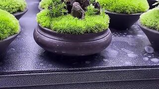 Moss Bonsai Moss