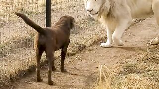 Cute Lion Gives Smooches to Puppy's Paw! ????????