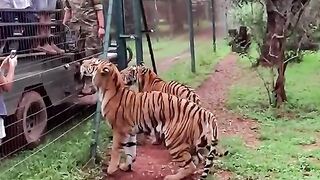 Tiger Jumps to Catch Meat in EPIC Slow Motion! ????????