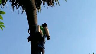 Morning activity is climbing palm or siwalan trees to collect the fruit and leaves.