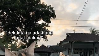 Meme kucing 3