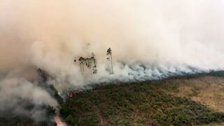 Record wildfires ravage Peru's ecosystems and wildlife .