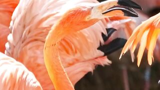 Birds That Inspire Awe: From Songbirds to Raptors 8K ULTRA HD