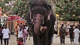 Esala perahera Elephants in kandy sri lanka