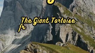 Animal Facts        Giant Tortoise Weight          #shorts