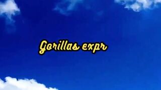 Animal Facts        Gorilla Happiness          #shorts