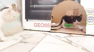 Poor kittens living on the street wait for love and food from me every day