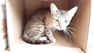 A poor mother cat hides inside the box while she is sad for her hungry kitten