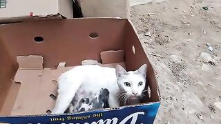 Angry mother cat protects her kittens and keeps everyone at a distance