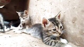 Homeless kittens wait for me at the same spot every day