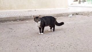 Angry cat delivers a thunderous slap to a gentle cat in a startling moment