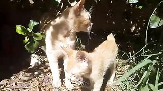 Mother cat's deep gratitude for tender loving care captures hearts