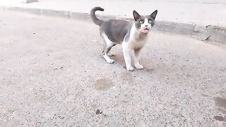 A stray cat reveals a secret that makes her husband meow loudly