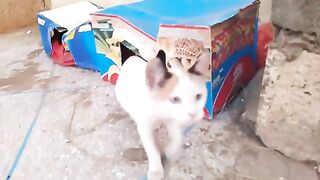 Kitten emerges from box loudly pleading hungry feed me and my mother